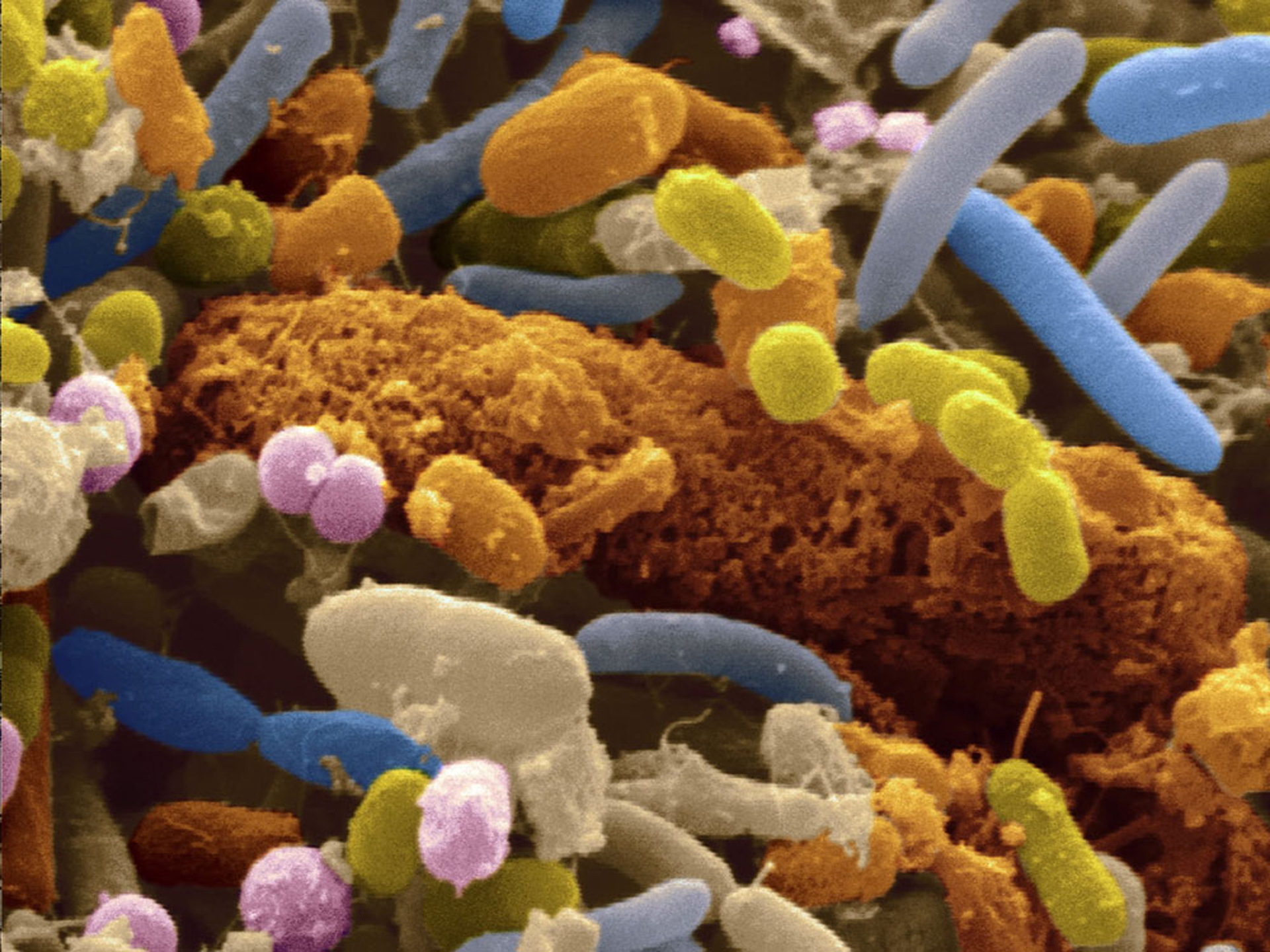   Fibrobacteres